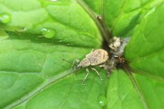 Phyllobius incomptus