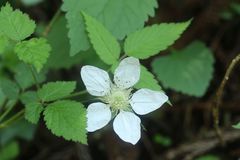 Rubus hirsutus