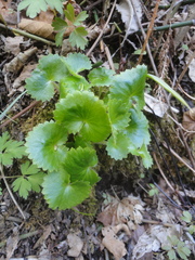 Micranthes manchuriensis