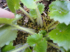 Micranthes manchuriensis