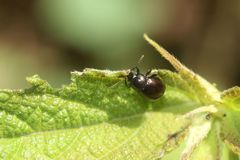 Suinzona cyrtonoides