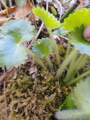 Micranthes manchuriensis