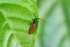 Denticollis miniatus