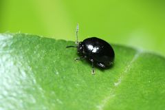 Sphaeroderma separatum