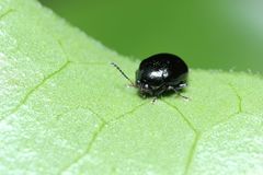 Sphaeroderma separatum