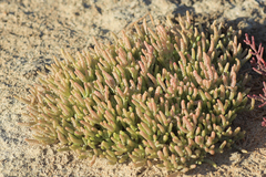 Salicornia natalensis