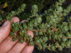 Cliffortia polygonifolia polygonifolia