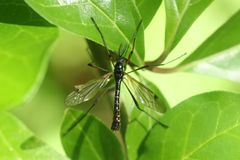 Tanyptera
