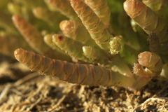 Salicornia natalensis
