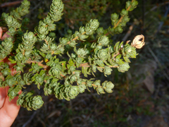 Cliffortia polygonifolia polygonifolia