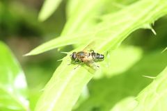 Helophilus eristaloidea