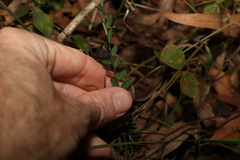 Phyllanthus virgatus