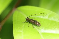 Asaperda agapanthina