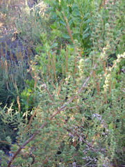 Cliffortia polygonifolia polygonifolia