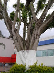Ficus retusa