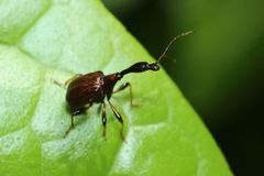Paratrachelophorus longicornis