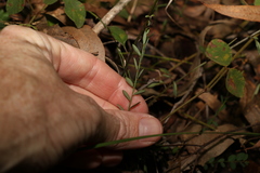 Phyllanthus virgatus
