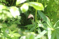 Arisaema thunbergii urashima