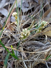 Lomandra suaveolens
