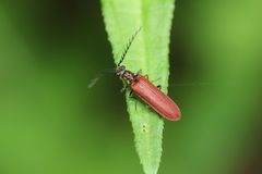 Denticollis miniatus