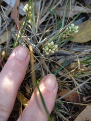 Lomandra suaveolens