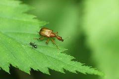 Paratrachelophorus longicornis