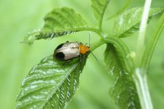 Paridea angulicollis