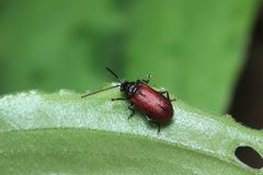 Sangariola punctatostriata