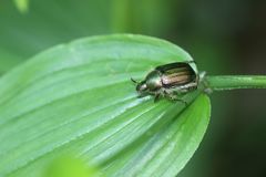 Anomala octiescostata