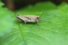 Formosatettix larvatus