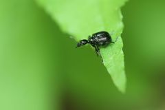 Compsapoderus erythrogaster