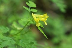 Corydalis pallida tenuis