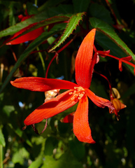 Begonia boliviensis