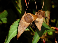 Begonia boliviensis