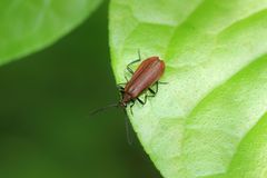 Pseudopyrochroa japonica