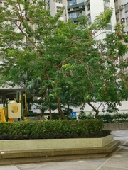 Pterocarpus indicus