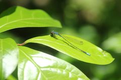Aciagrion migratum