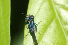 Aciagrion migratum