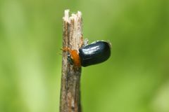 Smaragdina semiaurantiaca