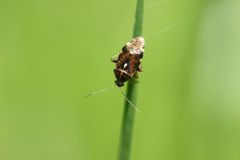 Cyphodemidea saundersi