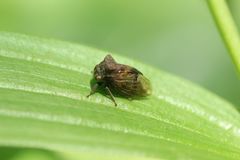 Machaerotypus sibiricus