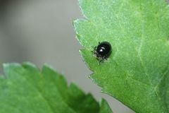 Sphaeroderma separatum