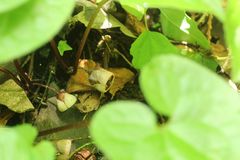 Asarum caulescens