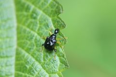 Phymatapoderus flavimanus