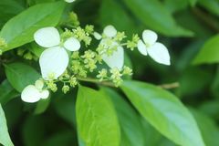 Hydrangea scandens
