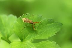 Gorpis brevilineatus