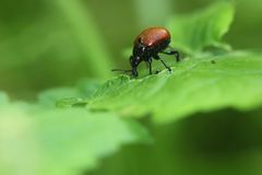 Phialodes rufipennis