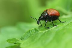 Phialodes rufipennis