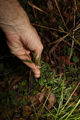 Hibbertia salicifolia