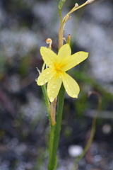 Moraea pyrophila